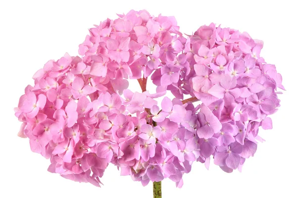 Beyaz Arka Planda Pembe Çiçek Ortancaları Yüksek Çözünürlüklü Tam Alan — Stok fotoğraf