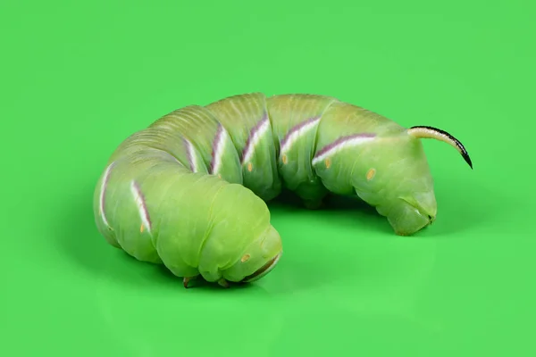 Зеленая Гусеница Privet Hawk Moth Sphinx Ligustri Бабочка Sphingidae Зелёном — стоковое фото