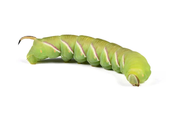 Green Caterpillar Privet Hawk Moth Sphinx Ligustri Moth Butterfly Sphingidae — Stock Photo, Image