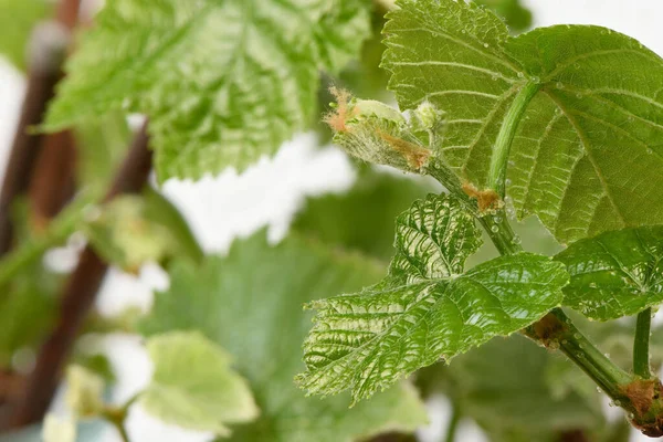 Unga Skott Druvor Vita Sidovy Högupplöst Foto Fullständigt Skärpedjup — Stockfoto