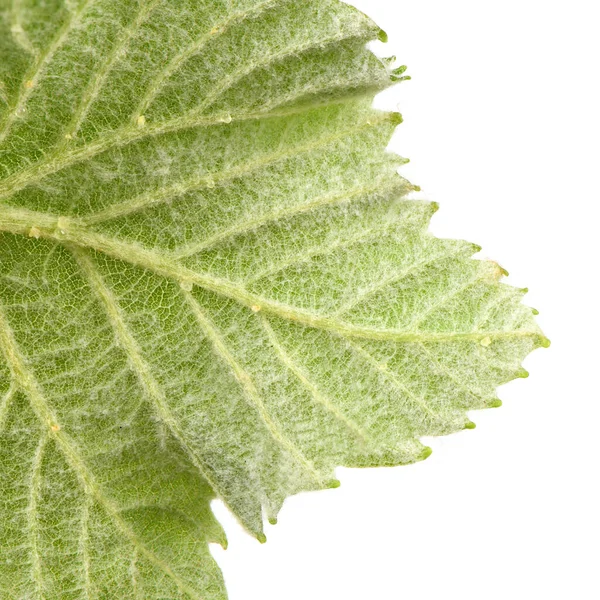 Young Shoots Grapes White Side View High Resolution Photo Full — Foto de Stock
