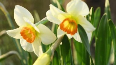 Yellow daffodils sway in the wind. Spring background for video. Side view. 4K UHD video footage 3840X2160.