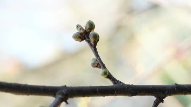 Young Cherry Buds Sway Wind Buds Prunus Avium Commonly Called — 图库视频影像