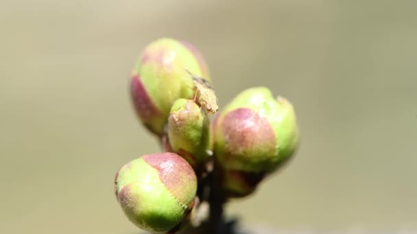 Young Cherry Buds Sway Wind Fruit Fly Drosophila Close Springtime — Vídeos de Stock