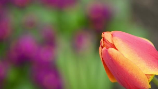 Red Tulips Sway Wind Spring Background Video Side View Uhd — Αρχείο Βίντεο