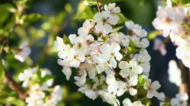 White cherry blossoms sway in the wind. Spring background for video. Side view. 4K UHD video footage 3840X2160.