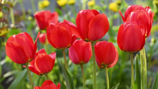Rote Tulpen Wiegen Sich Wind Spring Hintergrund Für Video Seitenansicht — Stockvideo