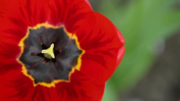 Czerwone Tulipany Kołyszą Się Wietrze Wiosenne Tło Nagrania Widok Boku — Wideo stockowe