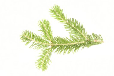 Spruce şubesi beyaz arka planda izole edilmiş. Yüksek çözünürlüklü. Tam alan derinliği. 