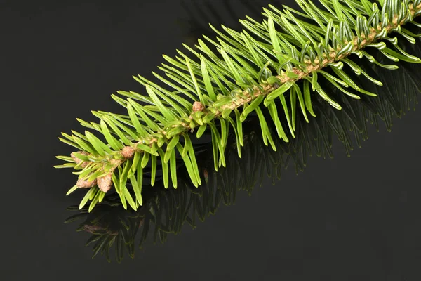 Spruce Şubesi Akrilik Siyah Arka Planda Izole Edilmiş Yüksek Çözünürlüklü — Stok fotoğraf