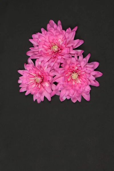 Flor Crisântemo Rosa Chrysanthemum Indicum Isolada Sobre Fundo Preto Foto — Fotografia de Stock