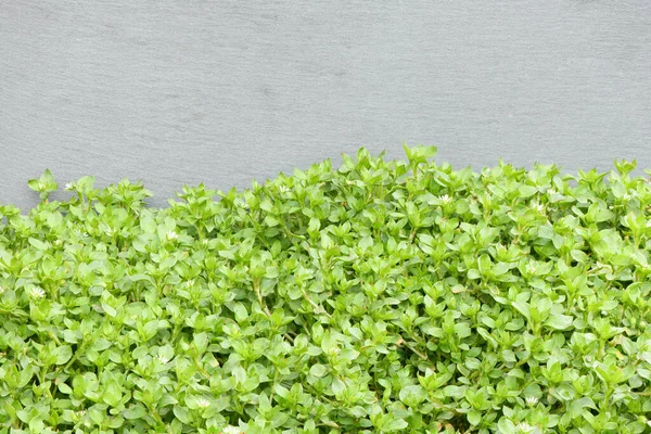 Τσίκγουιντ Στελάρια Στον Κήπο Φυτά Είναι Ετήσια Και Αδύναμους Λεπτούς — Φωτογραφία Αρχείου
