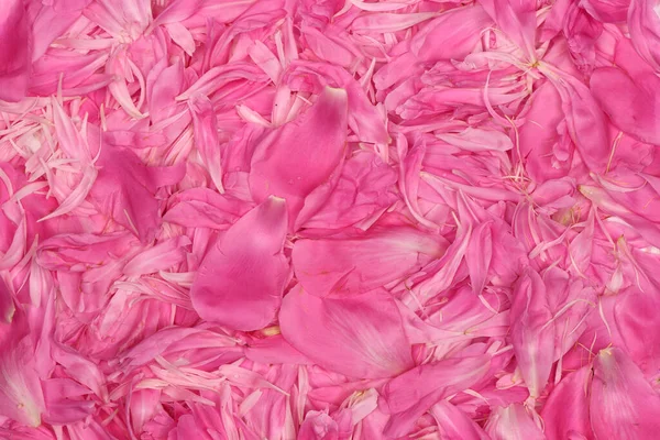 Pink Peonies Pastel Colors Close Flower Pattern Vintage Photo Processing — Foto de Stock