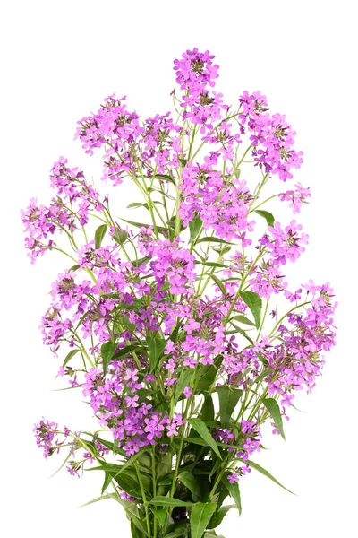 Purple Dame Rocket Blüten Hesperis Matronalis Nachtviolett Auf Weißem Hintergrund — Stockfoto