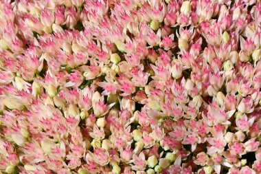 Sedum 'un birçok narin pembe çiçeği veya taş akıntıları ve yeşil yapraklar. Arkaplan fotoğrafı. Yüksek çözünürlüklü. Tam alan derinliği.