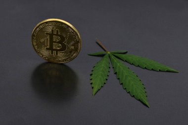 Green marijuana cannabis sprout with bitcoin isolated on black background. High resolution photo. Full depth of field.