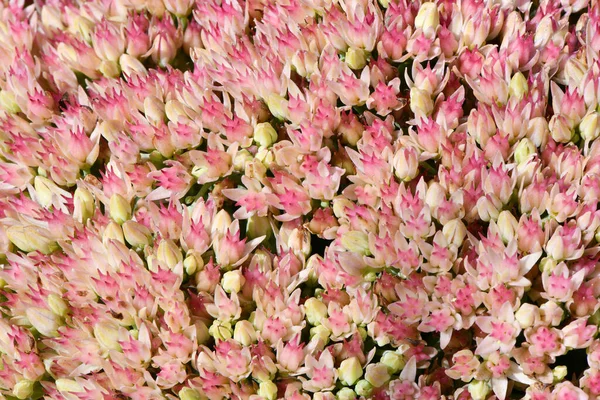 Mnoho Jemných Růžových Květů Sedum Nebo Kámen Teče Zelené Listy — Stock fotografie