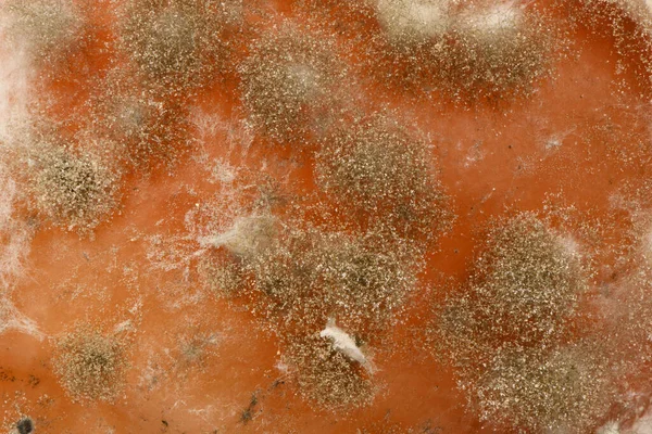 Mold Extreme Close Macro Shot Mold Side View Mold Fungus — Stock Photo, Image