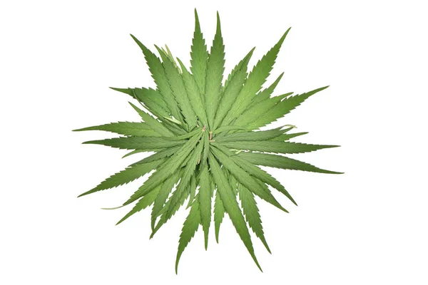 绿色大麻芽在白色背景下被分离出来 高分辨率照片 实地的全部深度 — 图库照片