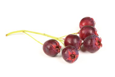 Amelanchier böğürtlen mi yoksa gülen armut mu? Yüksek çözünürlüklü. Tam alan derinliği.