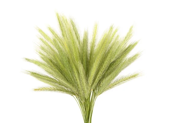 Bunch Spikelets Grass Bunch Green Grass Isolated White Background High — Stok fotoğraf