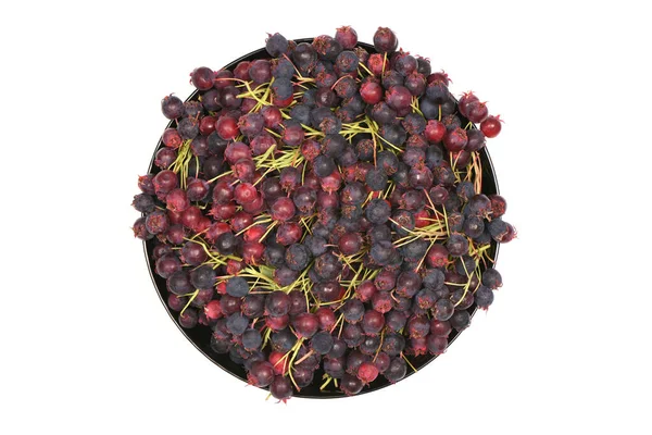 Berries Amelanchier Chuckley Pear Bowl High Resolution Photo Full Depth — стоковое фото