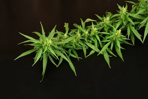 Marihuana Cannabis Zweig Auf Schwarzem Hintergrund Marihuana Mit Blatt Und — Stockfoto