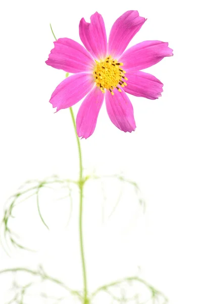 Fleurs Cosmos Roses Isolées Sur Fond Blanc Photo Haute Résolution — Photo