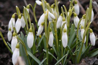 Snowdrop flowers. Spring background. Side view. High resolution photo. Selective focus. Shallow depth of field.