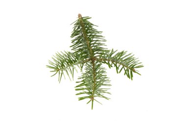 Spruce şubesi beyaz arka planda izole edilmiş. Yüksek çözünürlüklü. Tam alan derinliği. 