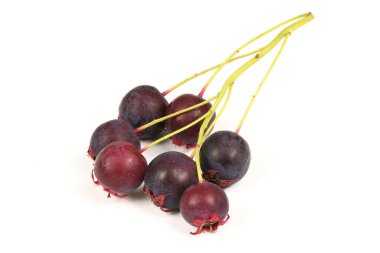Amelanchier böğürtlen mi yoksa gülen armut mu? Yüksek çözünürlüklü. Tam alan derinliği.