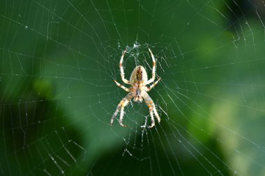 Bir Avrupa bahçe örümceğinin (Cruciform Spider, Araneus diadematus) örümcek ağında otururken yakın plan makro çekimi. Yüksek çözünürlüklü fotoğraf.