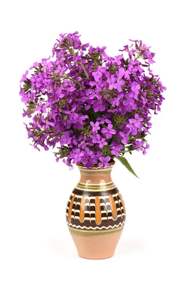 Purple Dame Rocket Flowers Hesperis Matronalis Night Violet White Background — Foto de Stock