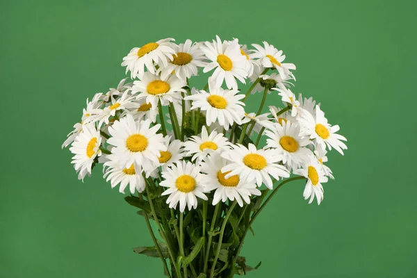 Buquê Flores Brancas Margarida Camomila Isolado Fundo Verde Foto Alta — Fotografia de Stock