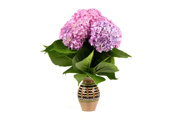 Bouquet of pink flower hydrangea on white background. High resolution photo. Full depth of field.