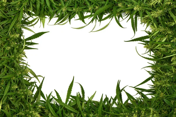 Square Frame Marijuana Cannabis Leaf White Background High Resolution Photo — Stock Photo, Image