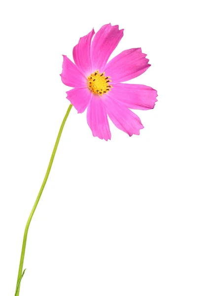 Růžový Kosmos Květiny Izolované Bílém Pozadí Fotka Vysokém Rozlišení Plná — Stock fotografie