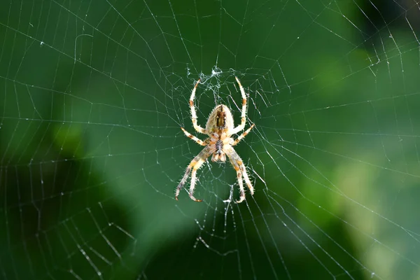 一个欧洲花园蜘蛛 十字形蜘蛛 Araneus Diadematus 坐在蜘蛛网中的宏观特写 高分辨率照片 — 图库照片