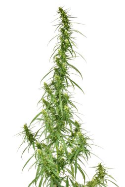 Beyaz arka planda izole edilmiş yeşil marihuana esrarı. Yüksek çözünürlüklü. Tam alan derinliği.