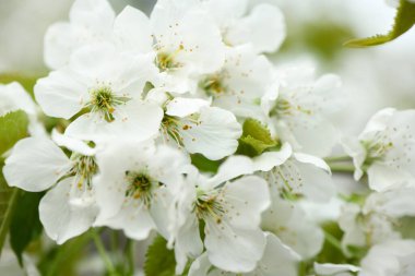 Beyaz kiraz çiçekleri. Kiraz çiçekleri açan doğal bir arka plan. Yüksek çözünürlüklü. Seçici odak.