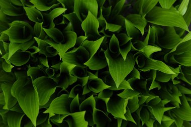 Genç Hosta baharda ayrılıyor. Hosta yapraklı doğal bir geçmişi var. Yüksek çözünürlüklü. Seçici odak.