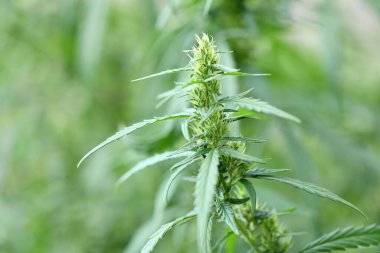 Esrar / marihuana bitkileri. Taze kenevir bitkisi. Yüksek çözünürlüklü. Seçici odaklanma. Sığ alan derinliği.