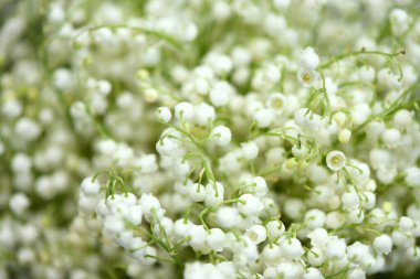 Vadi zambakları. Vadi çiçeklerinin zambaklarından oluşan bir arka plan. Yüksek çözünürlüklü. Seçici odak