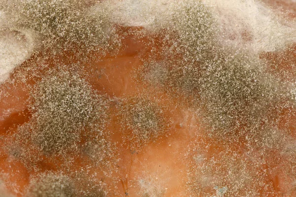 Mold extreme close-up. Macro shot of mold. Side view. Mold is a fungus that grows in the form of multicellular filaments. High resolution photo. Full depth of field.