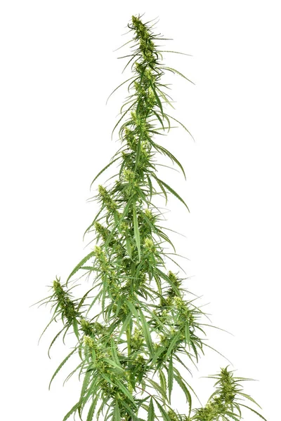 Grön Marijuana Cannabis Grodd Isolerad Vit Bakgrund Högupplöst Foto Fullständigt — Stockfoto
