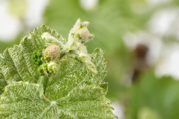 Unga Skott Druvor Vita Sidovy Högupplöst Foto Fullständigt Skärpedjup — Stockfoto