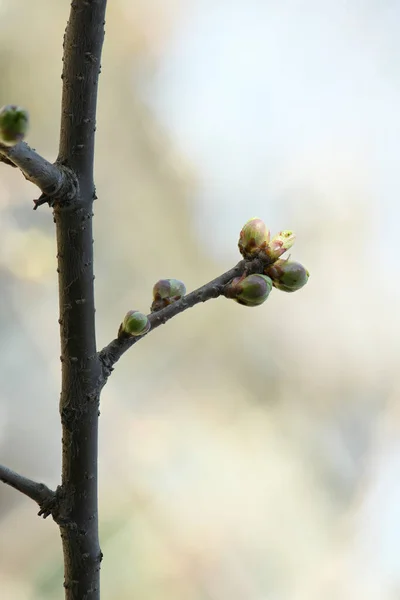 Bourgeons Cerisier Doux Avant Floraison Printanière Photo Haute Résolution — Photo