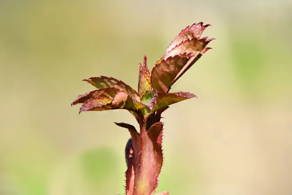 Koyu Kırmızı Genç Sivri Yapraklı Yeşil Arka Planda Güneşli Bir — Stok fotoğraf