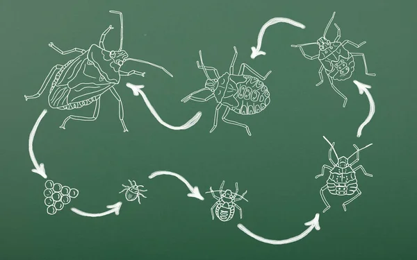 Chalk drawing of life cycle Elasmucha grisea also known as Parent bug. From egg to adult species. Stink bugs draw on green blackboard. Concept of life cycle family Acanthosomatidae