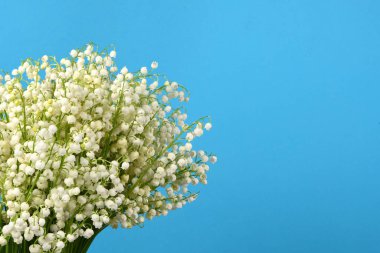 Mavi arka planda vadideki çiçeklerin zambağı. Yüksek çözünürlüklü. Tam alan derinliği.